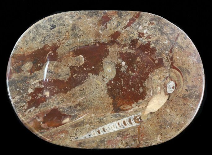 -/ Fossil Orthoceras & Goniatite Plate - Stoneware #38033